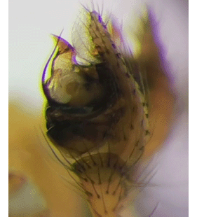 speciesimage