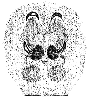 speciesimage