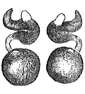 speciesimage