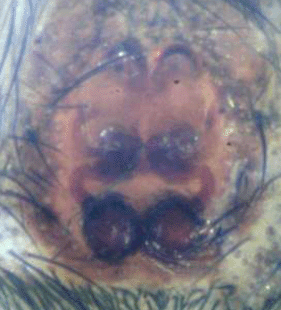 speciesimage