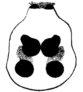 speciesimage