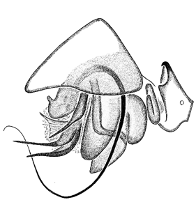 speciesimage