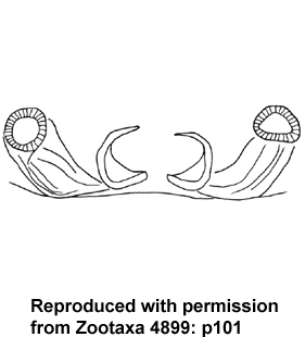 speciesimage