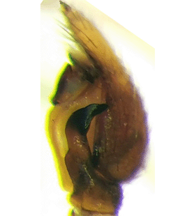 speciesimage