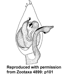 speciesimage