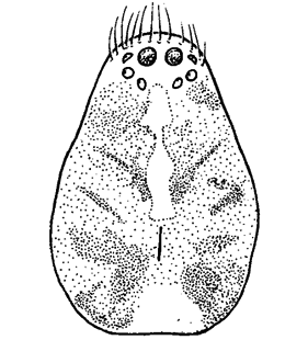 speciesimage