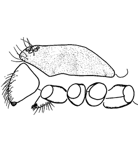speciesimage