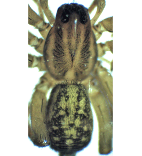 speciesimage