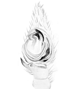 speciesimage
