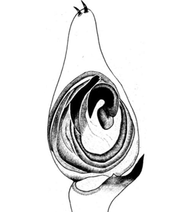 speciesimage