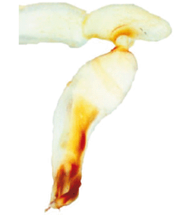 speciesimage