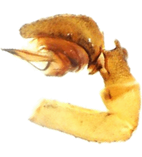 speciesimage
