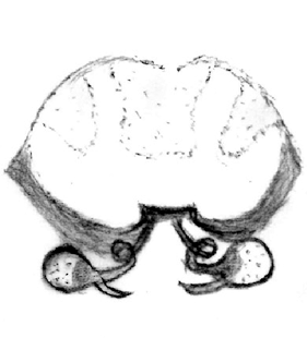speciesimage
