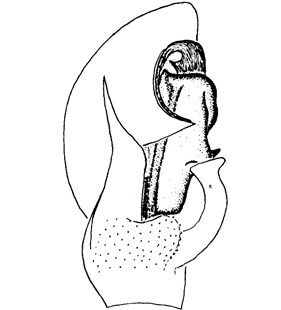 speciesimage