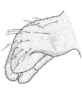 speciesimage