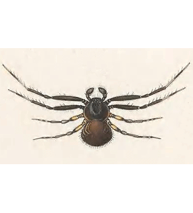 speciesimage