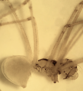 speciesimage