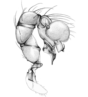 speciesimage