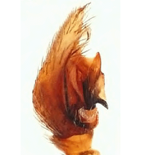 speciesimage