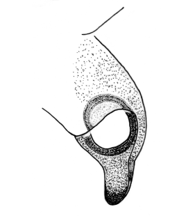 speciesimage