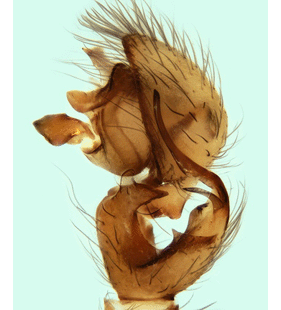 speciesimage