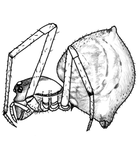 speciesimage