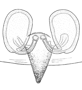speciesimage