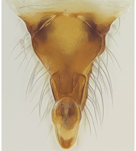 speciesimage