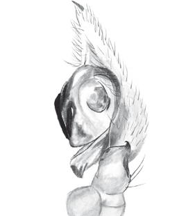 speciesimage