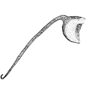 speciesimage