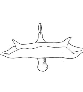speciesimage