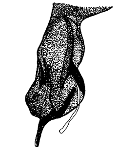 speciesimage