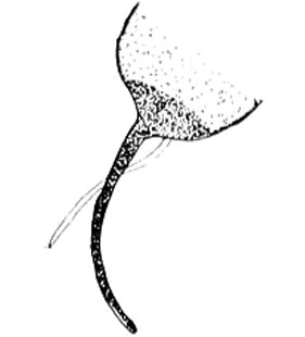 speciesimage