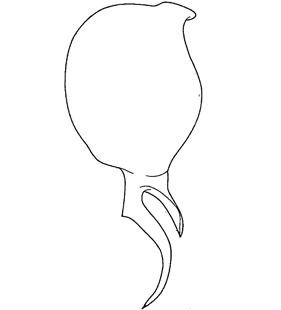 speciesimage