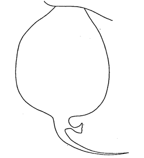 speciesimage