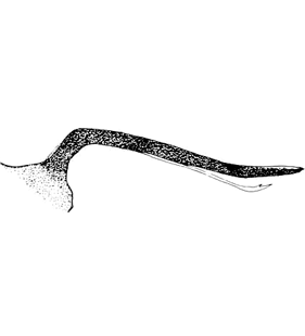 speciesimage