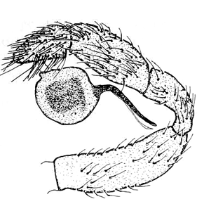 speciesimage