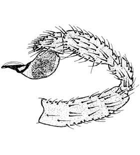 speciesimage