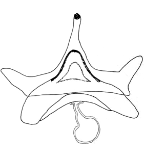 speciesimage