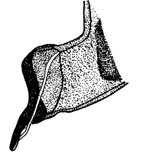 speciesimage
