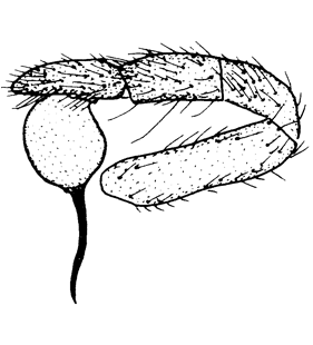 speciesimage
