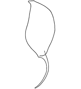 speciesimage