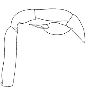 speciesimage