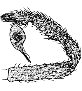 speciesimage