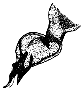 speciesimage