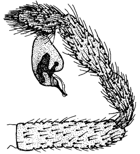 speciesimage