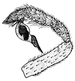speciesimage