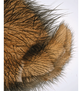 speciesimage
