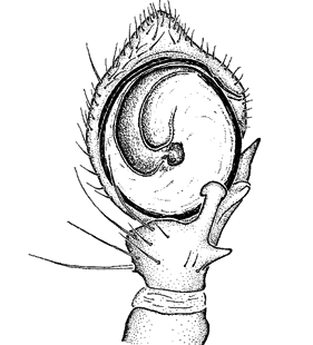 speciesimage
