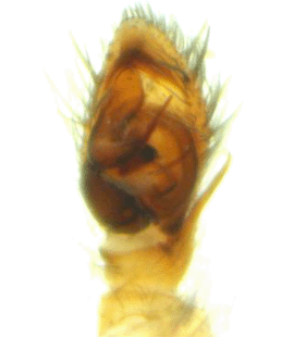 speciesimage